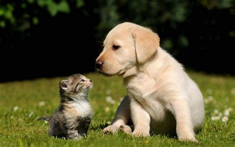 Learn about the latest research on cats and dogs, from their evolutionary perfection to their language skills. Find out how cats can ignore humans, play fetch, and …